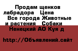 Продам щенков лабрадора › Цена ­ 20 000 - Все города Животные и растения » Собаки   . Ненецкий АО,Куя д.